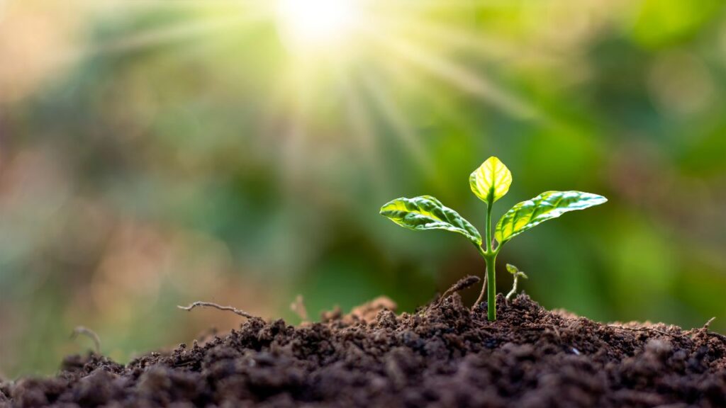 スピリチュアルな女性性開花の目覚めの象徴で土から新しい植物の芽が生え、光が降り注いでいる