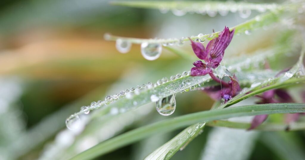 女性性開花のためのスピリチュアルなパワースポットでエネルギーを感じる植物と水滴